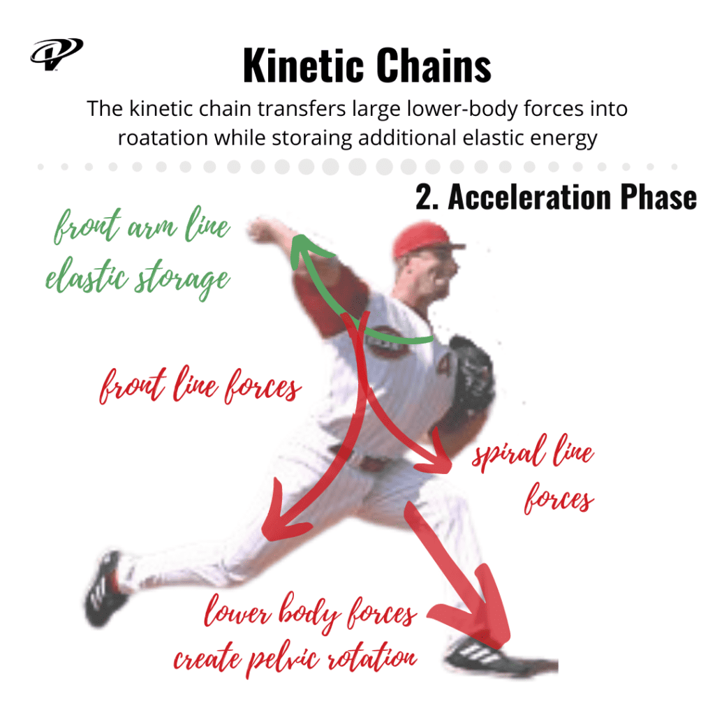 The stored elastic energy in several large myofascial chains is released to create velocity